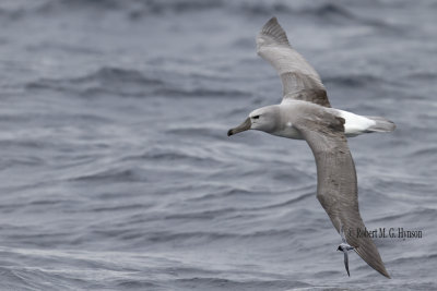 Shy Albatross