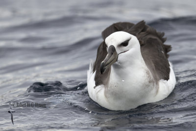 Black-browed Albatross