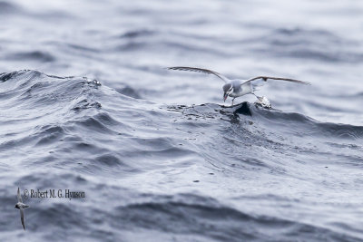 Antarctic Prion
