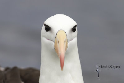 Black-browed Albatross