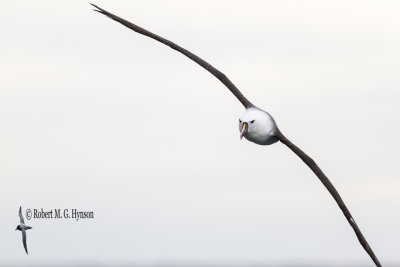 Yellow-nosed Albatross