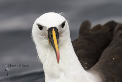 Yellow-nosed Albatross