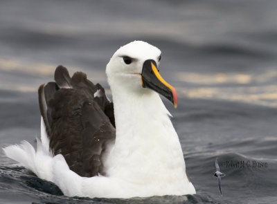 Yellow-nosed Albatross