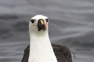 Yellow-nosed Albatross