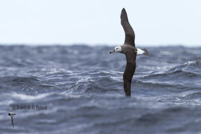 Black-browed Albatross