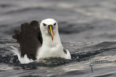 Yellow-nosed Albatross