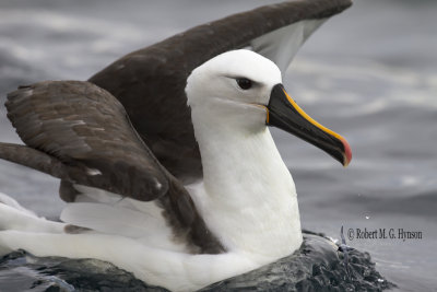 Yellow-nosed Albatross