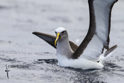 Buller's Albatross