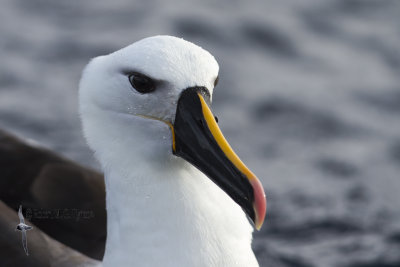 Yellow-nosed Albatross