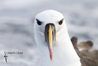 Yellow-nosed Albatross