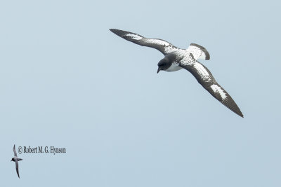 Cape Petrel