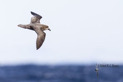 Providence Petrel