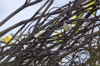 Purple-crowned Fairy-wren