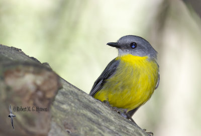 Eastern Yellow Robin