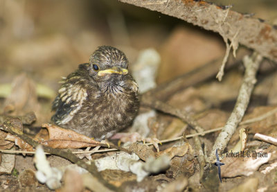 Eastern Yellow Robin