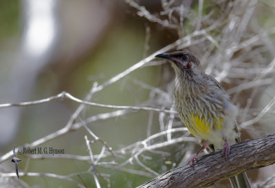 Red Wattlebird