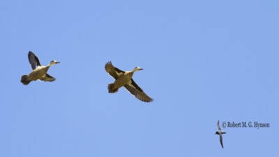 Grey Teal