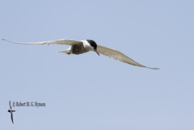 Whiskered Tern