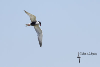 Whiskered Tern