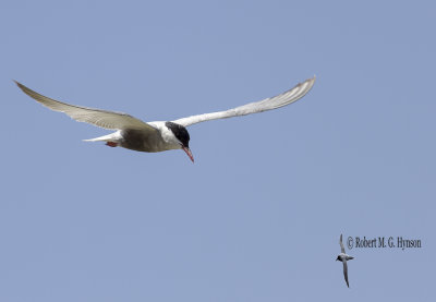 Whiskered Tern