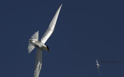 Whiskered Tern