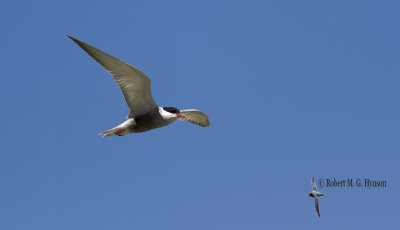 Whiskered Tern