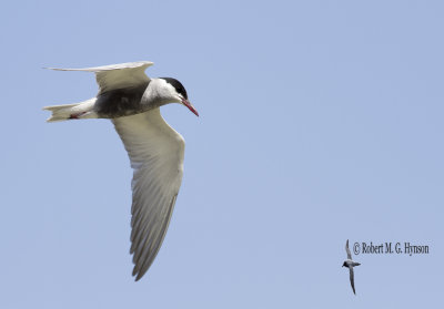 Whiskered Tern