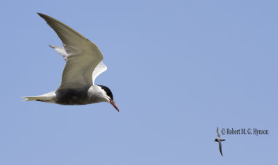 Whiskered Tern