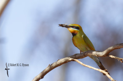 Rainbow Bee-eater
