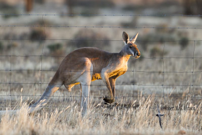 Red Kangaroo