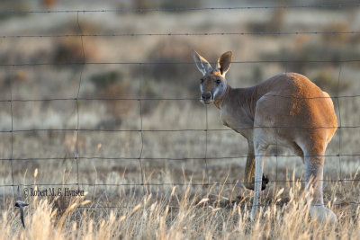Red Kangaroo