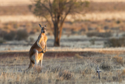 Red Kangaroo