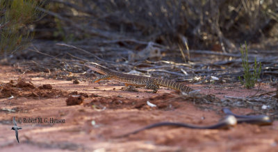 Mulga (King Brown) Snake - Pseudechis australis