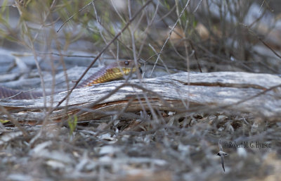 Mulga (King Brown) Snake - Pseudechis australis