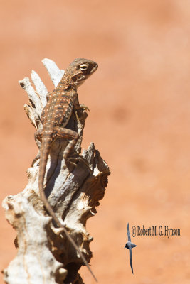 Painted Dragon - Ctenophorus pictus