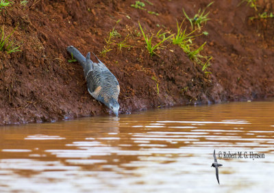 Bar-shouldered Dove