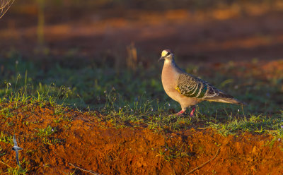 Common Bronzwing