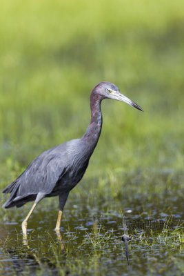 Little Blue Heron