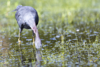 Little Blue Heron