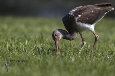 White Ibis