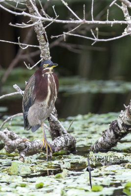 Green Heron