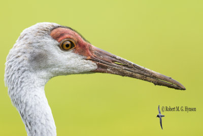 Sandhill Crane