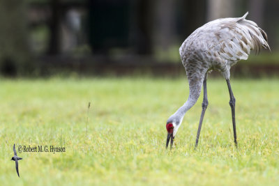 Sandhill Crane