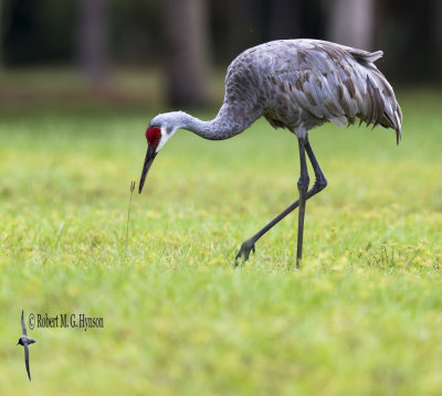 Sandhill Crane