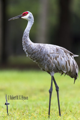 Sandhill Crane