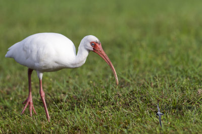 White Ibis