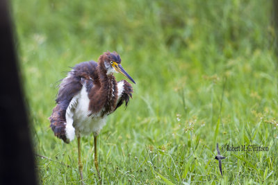 Tricoloured Heron