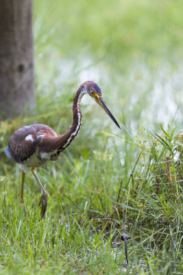 Tricoloured Heron