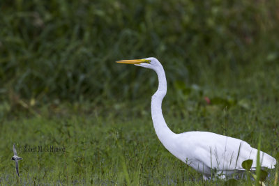 Great Egret