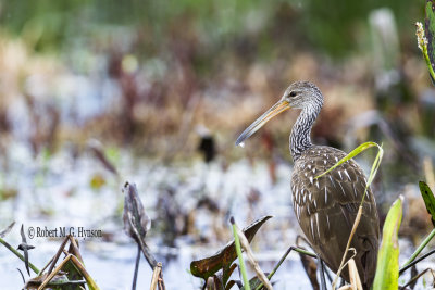 Limpkin